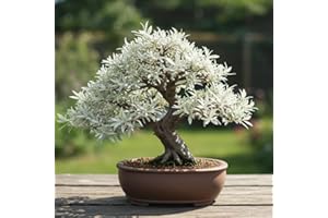 CZ GRAIN Live Dwarf White Willow Bonsai Tree - Fast Growing, Indoor/Outdoor Bonsai Material
