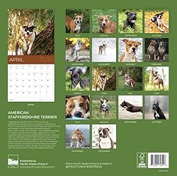 July 2025- December 2026 American Stafford Terrier