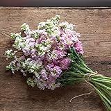 David's Garden Seeds Flower Stock Antique Pink 9932 (Rose) 50 Non-GMO, Open Pollinated Seeds