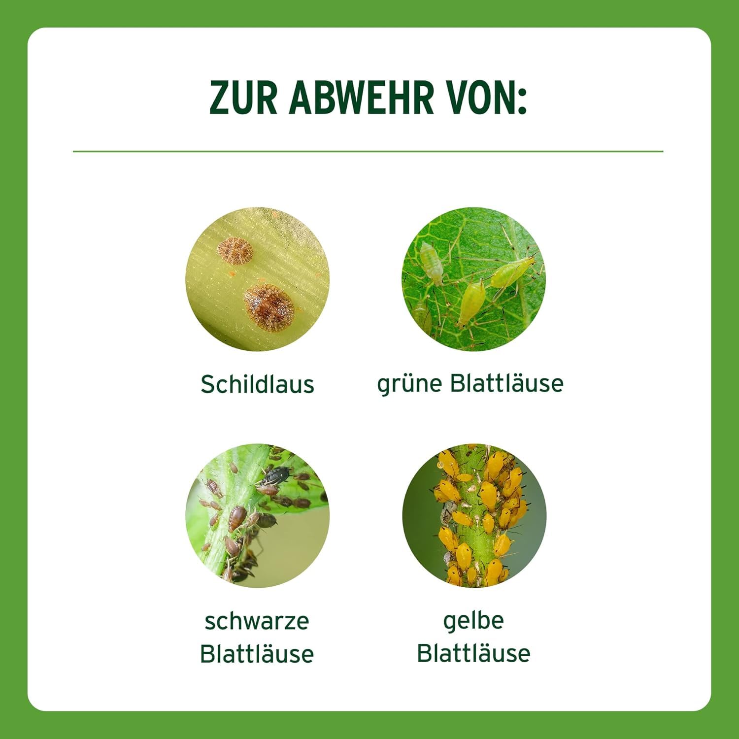 Substral Blattlaus Schädlingsfrei Careo, Natürliches Mittel gegen saugende Pflanzen-Schädlinge wie Blattläuse, 300 ml 4