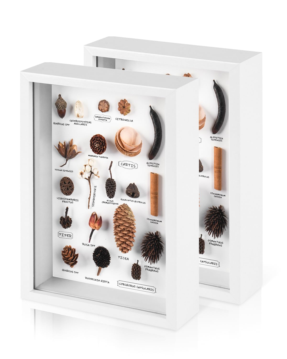 Photo 1 of 2 Pack 8x10 Shadow Box Frame with Plexiglass, Wood Frame Display Case Box for Memorabilia, Dried Flowers, Medal, Crafts, Tickets and Photos (White, 8x10)