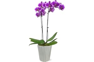 PLANTS AND BLOOMS SHOP Just Add Ice JA5012 Purple Orchid in Grey Nate Ceramic Pottery, Long-Lasting Fresh Flowers, Live Indoor Plant, Easy to Grow Gift for Wife, Mom, Friend, Luxurious Décor Planter, 5" Diameter, 25" Tall