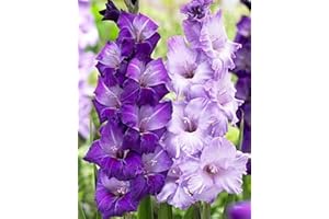 Gladiolus Bulbs Decorative Outdoor Garden Planting Large Selection - 10 Bulbs, Purple: Package Contains Seeds