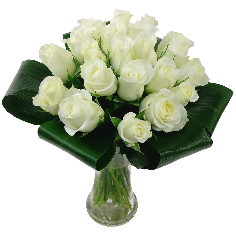 Clare Florist Innocence White Roses Fresh Flowers Bouquet - An Elegant Bouquet of 20 White Roses Delivered Next Day