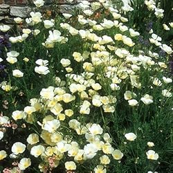 Eden Brothers California Poppy Seeds - Alba
