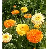 Calendula Flower Seeds, Pacific Beauty Mix, Pack of 2,000 Seeds by Seeds2Go