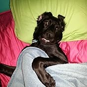 amazon royal canin labrador