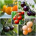 300+ Tomato Seeds, Heirloom Vegetable Seed for Planting Indoor Outdoor, 5 Varieties High Germination Seeds Garden Hydroponic 