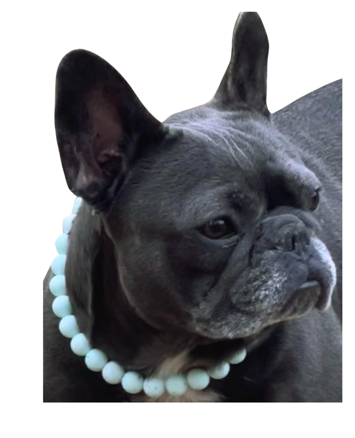Dog Necklace