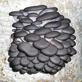 Blue Oyster Mushroom Grain Spawn - 1 lb. Ready to Use - Grow Your Own Gourmet or Medicinal Mushrooms at Home or Commercially - for G2G Transfer or Pasteurized Straw Inoculation