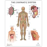 Anatomy Lab Human Lymphatic System Anatomy Poster, LAMINATED, Anatomy and Physiology, 17.3 x 22.5 Inches, Body System Diagram, Anatomical Chart for Education Learning and Students