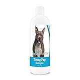 Healthy Breeds American Staffordshire Terrier Young