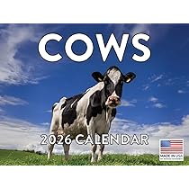 Lang Cows Cows Cows 2026 Wall Calendar – 13.4″ × 12″, 12