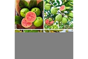 100+ Organic Pink Guava Seeds for Planting,Psidium Guajava Seeds Non-GMO Heirloom,Tropical Fruit Seed Vitamin C Rich Exotic a