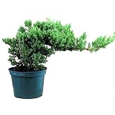 Procumbens Nana Juniper Live Evergreen Groundcover &ndash; Low-Growing Juniper for Outdoor Garden &amp; Landscape(1 Gallon/Single Plant)