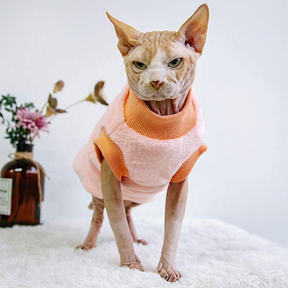 Gato Sin Pelo De Sphynx Que Se Opone Al Fondo Blanco Imagen De Archivo
