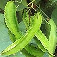 TomorrowSeeds - Winged Bean Seeds - 20+ Count - for 2025 Planting Psophocarpus Dragon Horned Four Angled Asparagus Goa Beans Sigarilyas Chathura Mame Urizun Grow Your Own Home Farm Patio Healthy