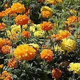 Heirloom African Giant Crackerjack Marigold Seeds