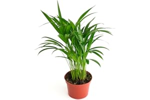 Shop Succulents Areca Palm, Live Indoor Plant, Low Maintenance Tropical Palm, Ideal for Home Decor, Office, and Room Enhancement, 6 Inch Nursery Pot