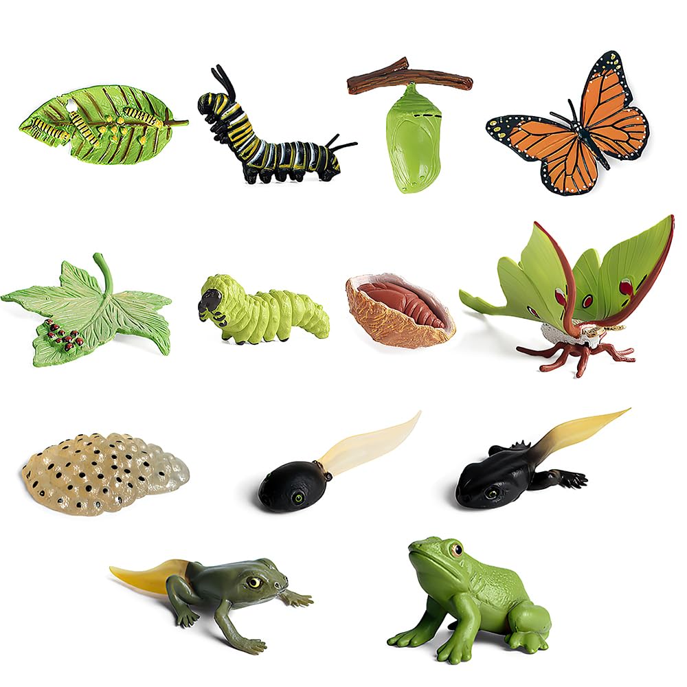 Lotvic 13 Pcs Insect Life Cycle Toys - Butterfly, Moth & Frog Growth Model, Preschool Learning Insect Figurines, Early Educational Toys for Kids
