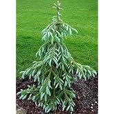 Weeping ENGELMANN Spruce - Picea engelmannii 'Bushes Lace' Live Plant