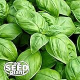 Large Leaf Italian Basil Seeds - 1000 Non-GMO Seeds