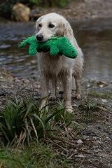 Petface Planet Carlos the Crocodile Eco Friendly Plush Dog Toy view 4