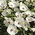 Outsidepride Luna White Hibiscus Seeds - 10 Pcs Perennial Flower Seeds for Planting Pollinator-Friendly, Large & Elegant Blooms with Dense Dark Green Foliage for Containers, Pots, & Garden Spaces