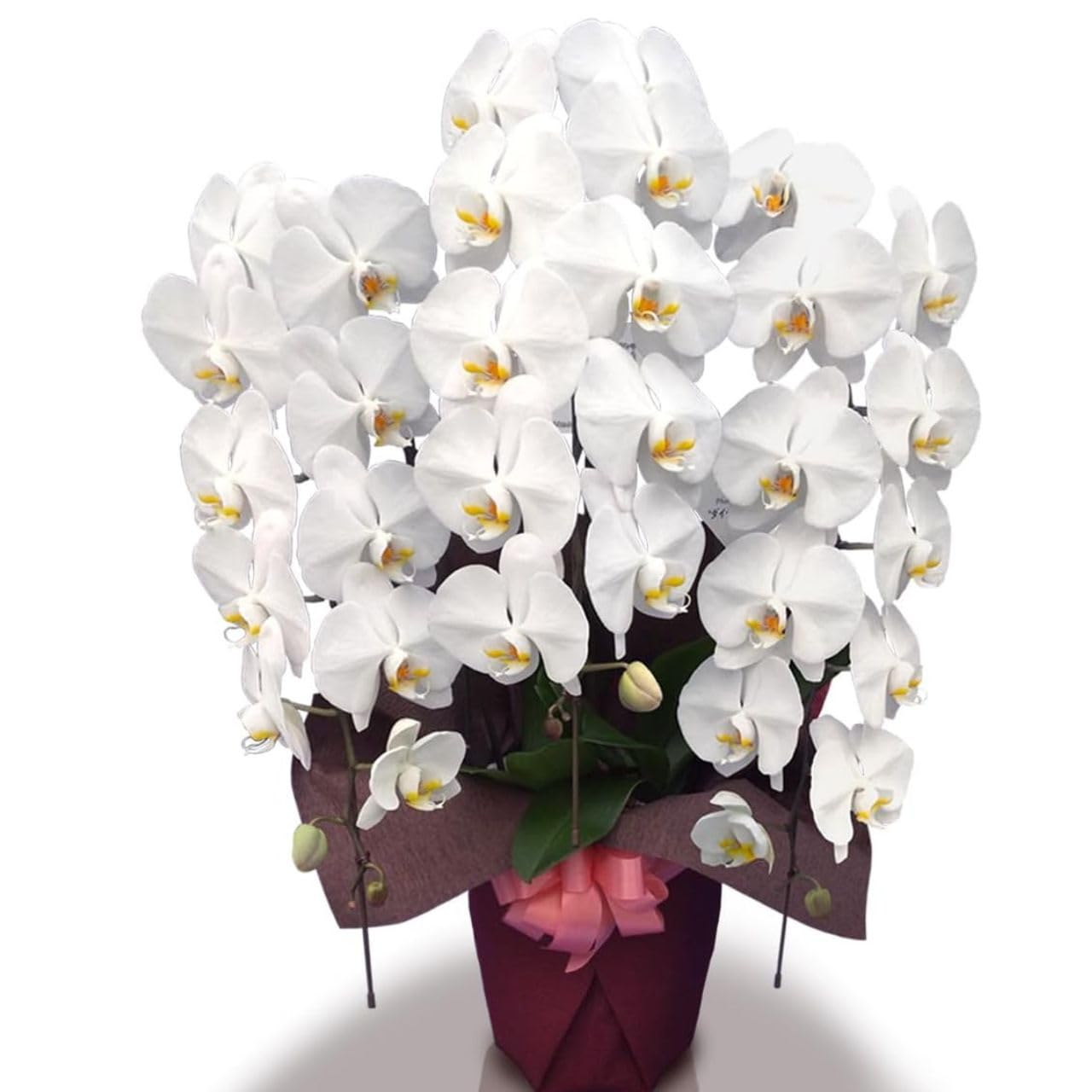 胡蝶蘭 大輪 3本立ち 35輪以上 鉢植え (白) お祝い ギフト 開店祝い 開業祝い 開院祝い 還暦 古希 米寿 花 生花 鉢花 蘭 らん ラン 洋ラン 洋らん商品画像