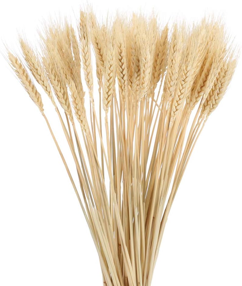 100Pcs Épis De Blé Séchés Naturels De Blé Séché, Pour Accessoires De