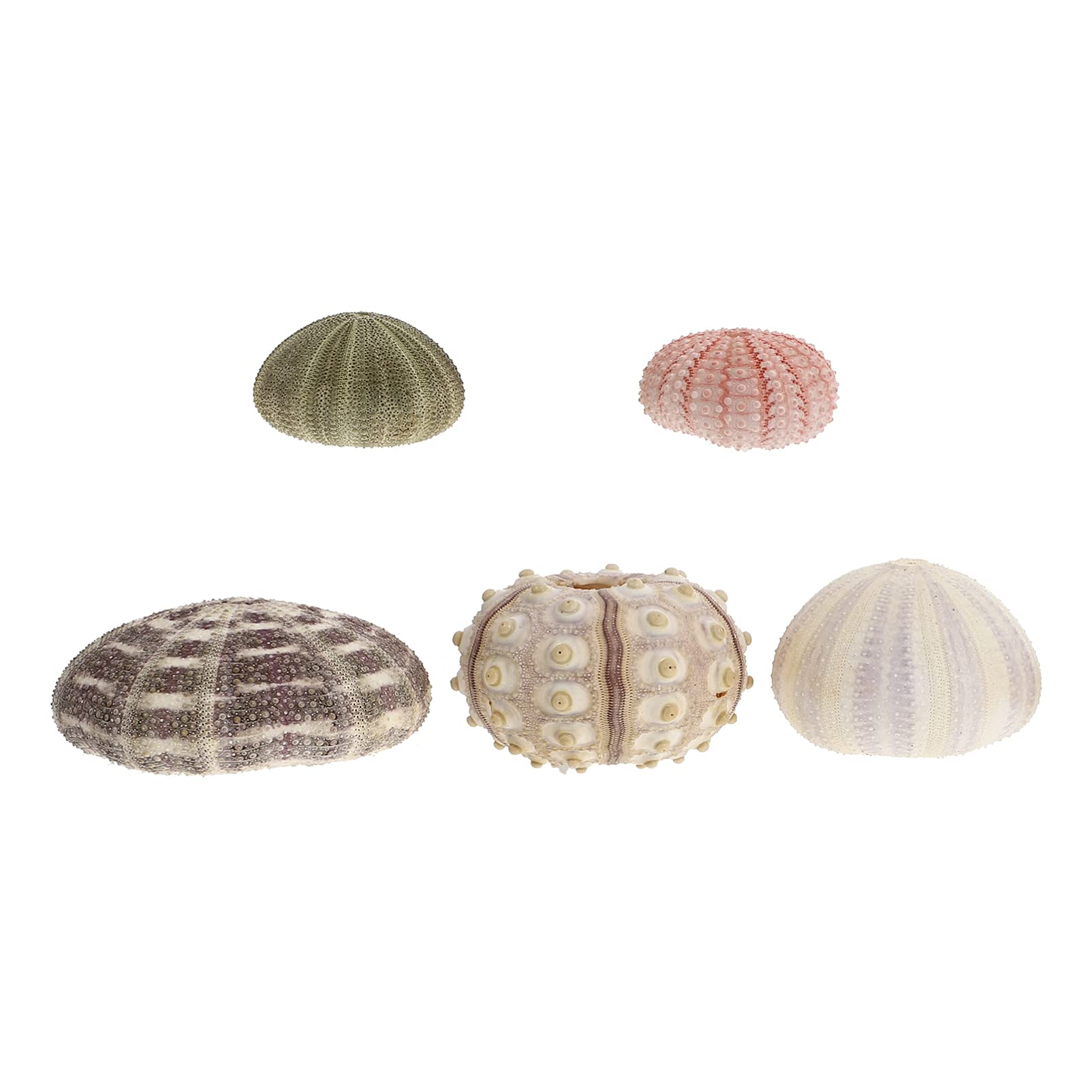 DOITOOL Mediterranean Ornament 5pcs Assorted Natural Sea Urchins for Air Plants Craft and Decorations Sea Urchin Shell Natural