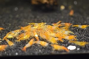 ShrimpRack 10 Neocaridina Freshwater Aquarium Shrimps 1/4 to 1/2 inch Long. Pick Your Colors (Orange Rili)