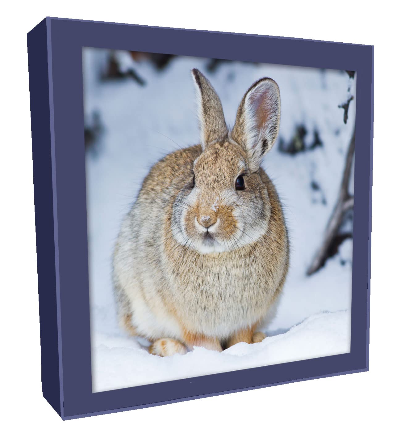 Box of 8 Photographic Rabbit & Deer Christmas Cards In 2 Designs Boxed Cards XCPS001