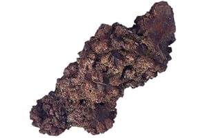 Lanxitown Coprolite Authentic Prehistoric Natural Fossilized Mineral Dung Stone Specimen Length 2-4" Dinosaur Coprolite Feces Trace Fossil (Information Card Included)