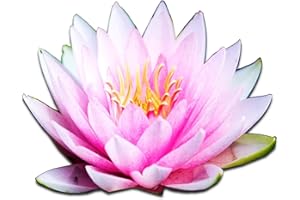 Live Aquatic Plant Nymphaea Fabiola Louisiana Pink Hardy Water Lilies Tuber for Aquarium Freshwater Fish Pond by Greenpro