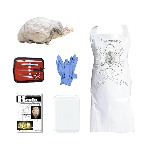 Anatomy Lab Sheep Brain Dissection Kit with Scalpel Dissection Guide