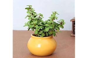 Jade Plant, Live Succulent, Indoor Decor, Indoor Succulent, Small Money Plant