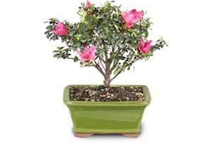 Brussel's Bonsai Live Satsuki Azalea Outdoor Bonsai Tree-5 Years Old 6" to 8" Tall with Decorative Container, Small,