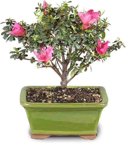 jade plant succulent Jade Plant - Friendship Plant