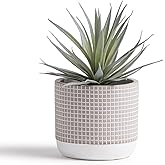 Kurrajong Farmhouse Artificial Plant | 8" Fake Plant | Artificial Succulent in Pot | Fake Succulent | Faux Greenery Indoor | Beautiful Office Desk Decor