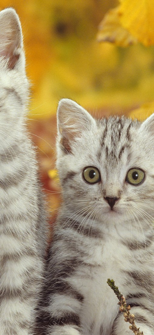 PeelitStickit Two Cats, Animal Wall Murals ID-142, vinyl