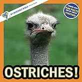 Ostriches!: A My Incredible World Picture Book for Children (My Incredible World: Nature and Animal Picture Books for Children)