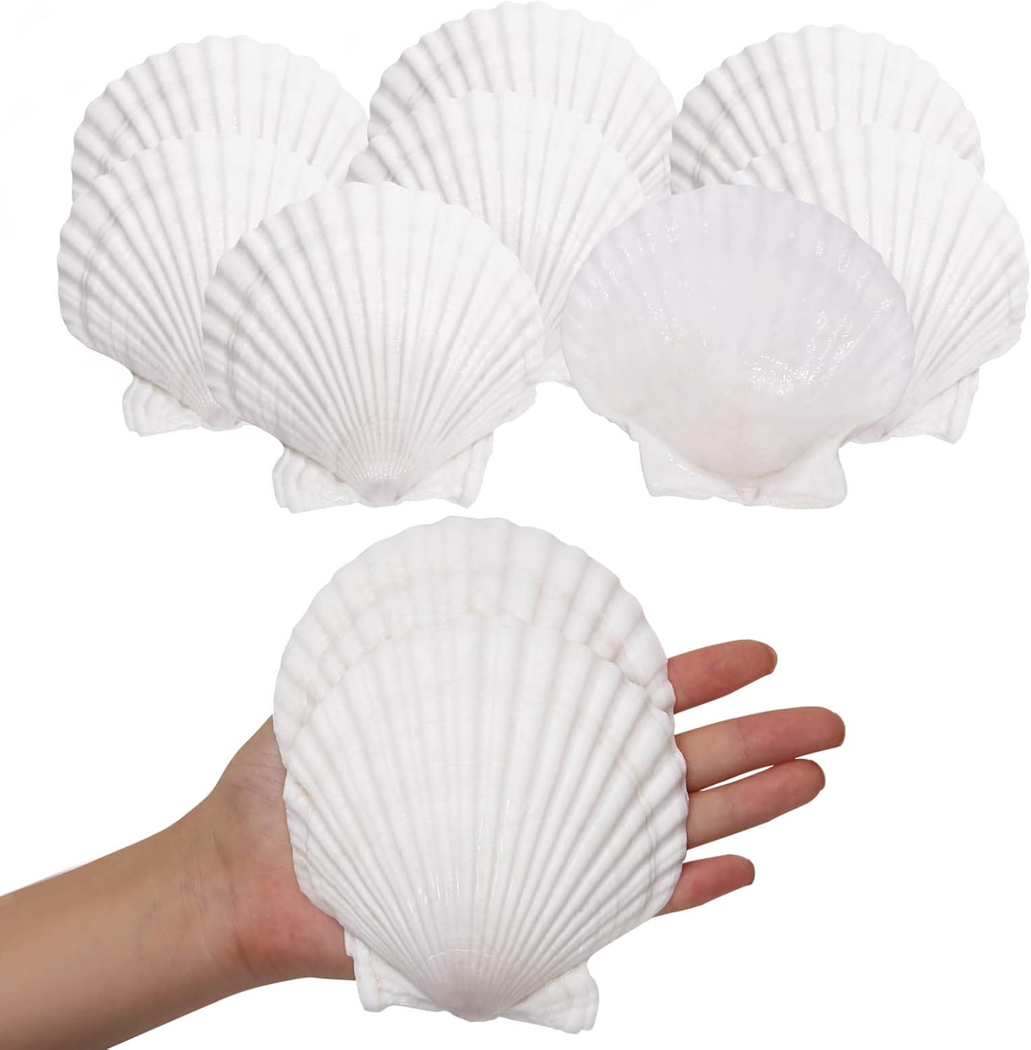 Vase Fillers - Giftvest 10PCS Sea Shells White Scallop Shells for Crafts Baking Cooking Serving Food, 4-5 inch Large Natural Seashells for DIY Crafts Seashell Beach Decorations for Home Decor