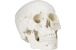 Vision Scientific VAL221 Medical Numbered Human Skull-3 Part | Life Size | from Real Human Skull, Detail Hand Painted Numbering | Sectioned Skullcap | Suture Lines & Full Dentition | Labelled Diagram
