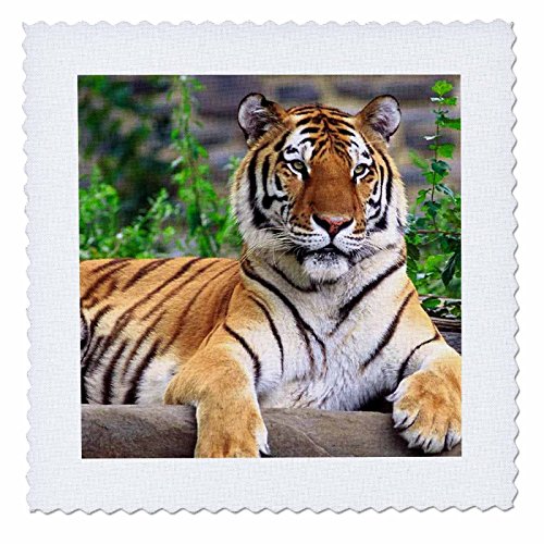 3dRose qs_3132_1 Siberian Tiger Quilt Square, 10 by 10-Inch