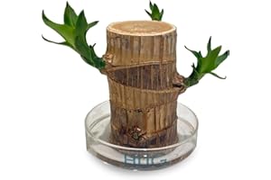 Joxipe mini Brazilian Wood Bonsai Tree, Lucky Wood Plant, Desktop Decoration with Plastic Tray