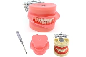 SEUJJRO Dental Typodont Model Teaching Study Compatible with Kilgore Nissin 28 Removable Teeth and Simulation Cheek