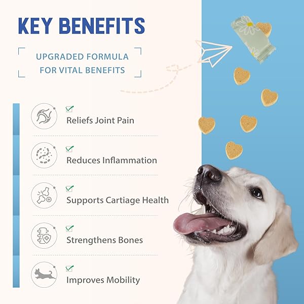 UPGRADE DOG HIP AND JOINT SUPPLEMENT, 60 SOFT CHEWS, HIP AND JOINT SUPPLEMENT WITH MSM, GLUCOSAMINE, CHONDROITIN, TURMERIC, PROMOTES JOINT HEALTH & PAIN RELIEF FOR ALL DOG & CATS, CHICKEN FLAVOR