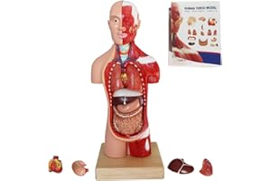Aliwovo Human Anatomy Model Body Anatomy Model for Medical Student 11inch 15 Pcs Removable Human Torso Anatomy Model For Medical Education Display
