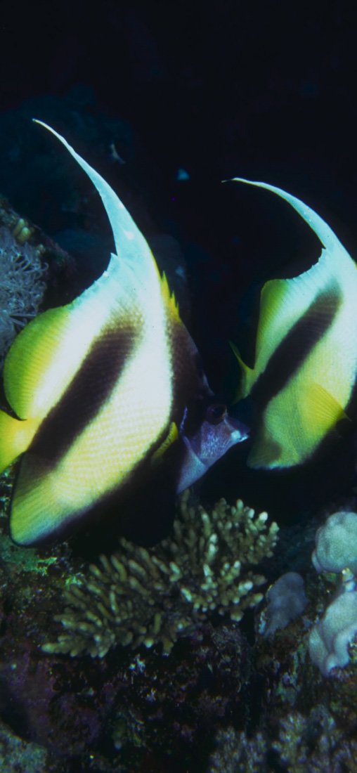 PeelitStickit Underwater, Undersea Wall Murals, ID-127, vinyl